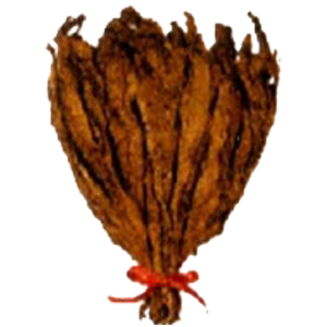 Indian Burley Tobacco